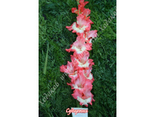 86) ��������_49.jpg