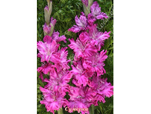 87) �������_41.jpg