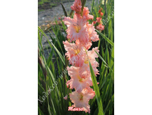 89) �����_41.jpg