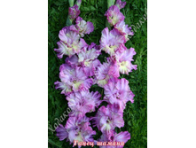 90) ����� ������.jpg