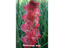 91) ��������� �����_49.jpg