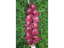 94) ����_49.jpg