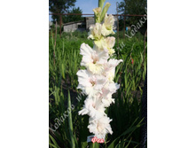 95) ���_49.jpg