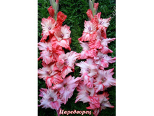 96) ����������_41.jpg