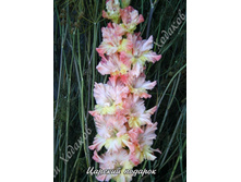 97) ������� �������_49.jpg