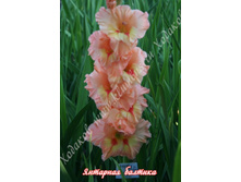 101) �������� �������_49.jpg