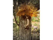 DSC09649 - �����.JPG