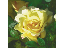 82-940-00 - ������ ����. ���� 0,16 ���� �� 1��..jpg