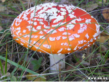 �������� �������