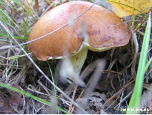 �������� ��������