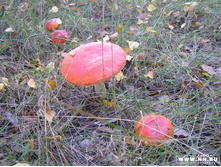 ���������� � ���