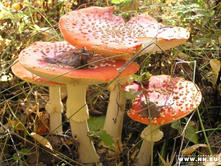 ������� �����