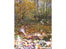 ������� ���