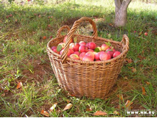 ������� ��������