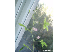 ������ ���������