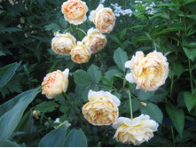 ������ �����