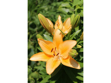 ����� 2.jpg