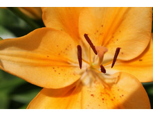 ����� 4.jpg