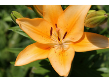 ����� 6.jpg