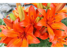 ����� 7.jpg