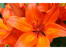 ����� 10.jpg