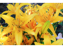 ����� 11.jpg