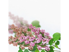 ������ (2).jpg