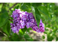 ������ (4).jpg