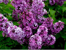 ������ (5).jpg