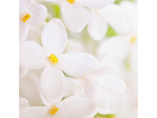 ������ (17).jpg