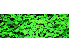 ������� ����� 3.jpg