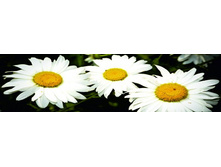 ������� ����� 29.jpg