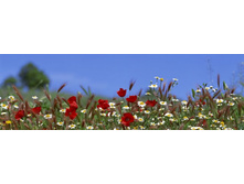 ������� ����� 63.jpg