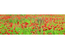 ������� ����� 74.jpg