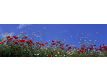 ������� ����� 81.jpg