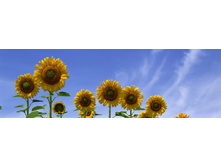 ������� ����� 85.jpg