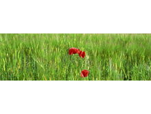 ������� ����� 91.jpg