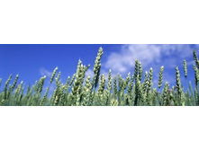 ������� ����� 95.jpg