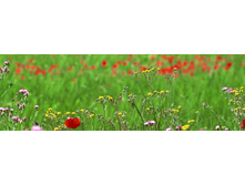 ������� ����� 96.jpg