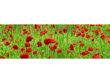 ������� ����� 101.jpg