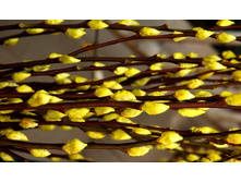 ����� 21.jpg