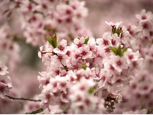 ����� 29.jpg