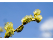 ����� 30.jpg