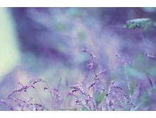 ����� 36.jpg