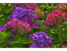 ����� 38.jpg