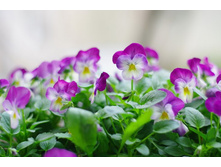 ����� 42.jpg