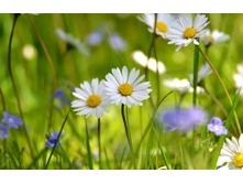 ����� 103.jpg