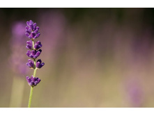 ����� 106.jpg