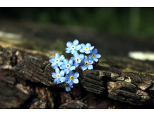 ����� 109.jpg