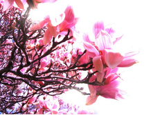 ����� 113.jpg